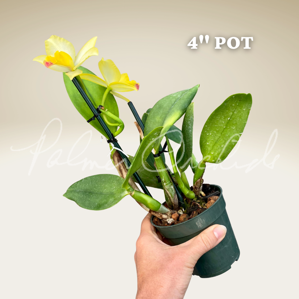 Ctt. Tropical Aurora-Rth. What About Love — Palmer Orchids